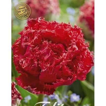 Tulpan Quatar (premium) 7-pack